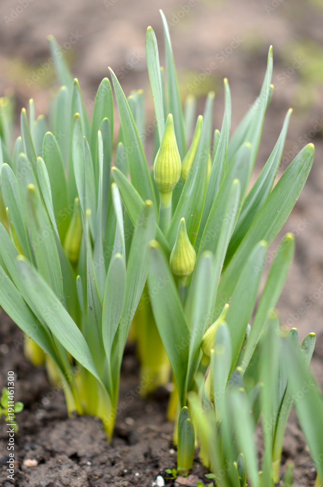 Obraz premium daffodils in stage of buds growing in the garden