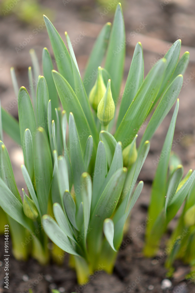 Obraz premium daffodils in stage of buds growing in the garden