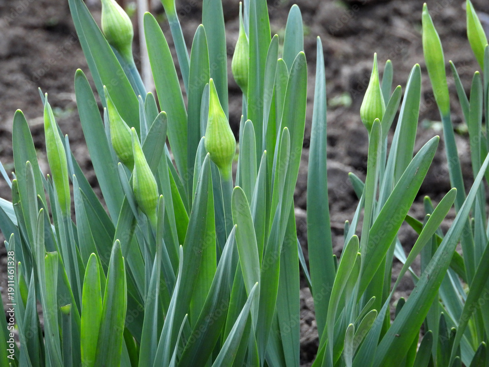 Fototapeta premium daffodils in stage of buds growing in the garden