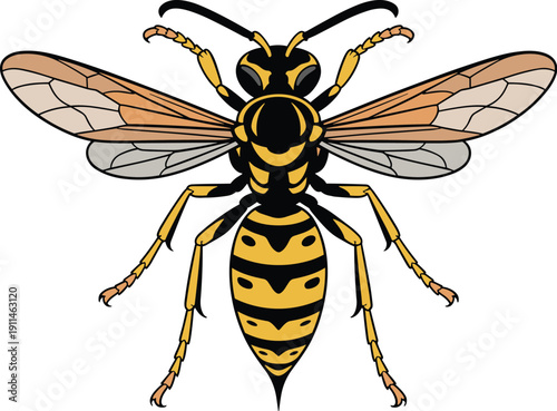 A yellow and black striped wasp with prominent wings animal vector on white background.