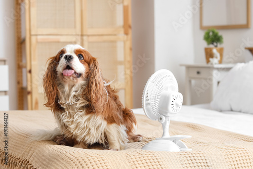 Funny dog and electric fan ...