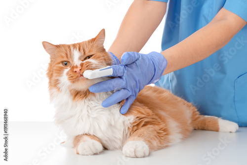Veterinarian brushing cute ...