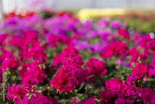Wallpaper Mural Vibrant field of pink petunia flower bloom in beautiful garden. floral background with fresh green leaf and purple blossom create cheerful and colorful display Torontodigital.ca
