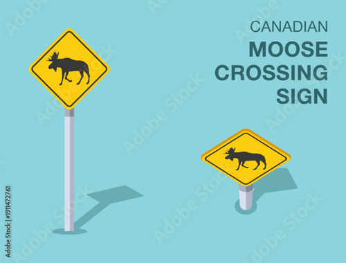 Traffic regulation rules. Isolated canadian "moose crossing" road sign. Front and top view. Flat vector illustration template.