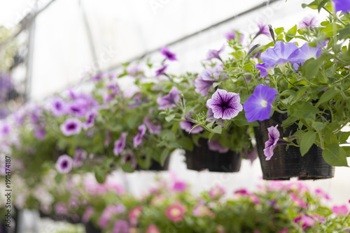 Photos Cheerful row of hanging basket with purple petunia flower and plant in full bloom