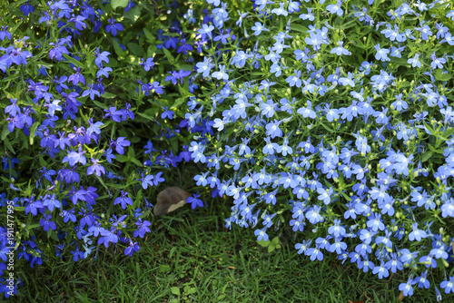 Fotografía Vibrant blue lobelia flower bed with natural light blue and purple blossom
