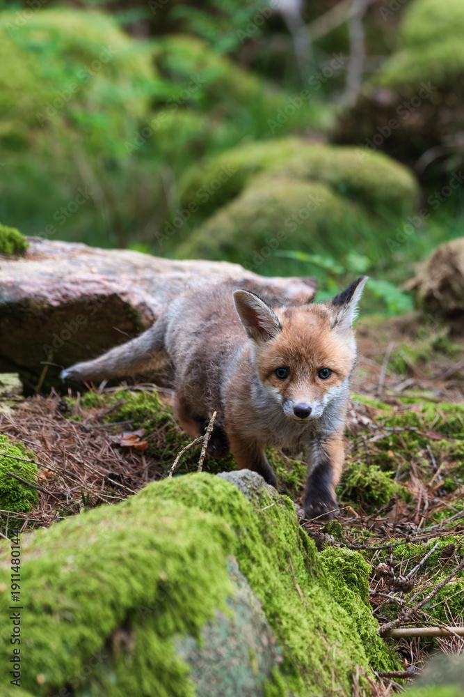 Obraz premium portrait animal adorable red fox cub (vulpes vulpes) in spring forest 