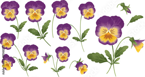 Purple and yellow pansy flowers with green leaves on white background