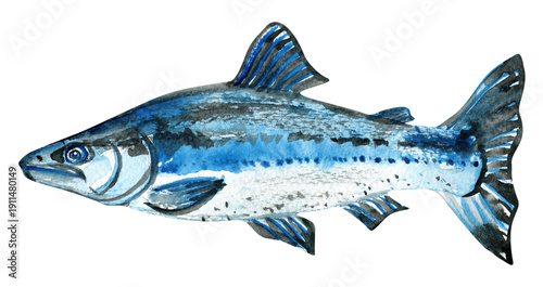 Salmon sea fish nerka watercolor illustration 