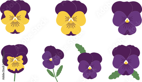 Purple and yellow pansy flowers in various views and arrangements