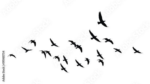 A flock of birds flying in a v-formation against a white background. Vector