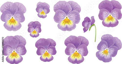 Purple pansy flowers in various stages of bloom on white background