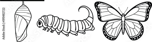 Illustration of butterfly life cycle: chrysalis, caterpillar, and adult butterfly, showing metamorphosis and transformation.