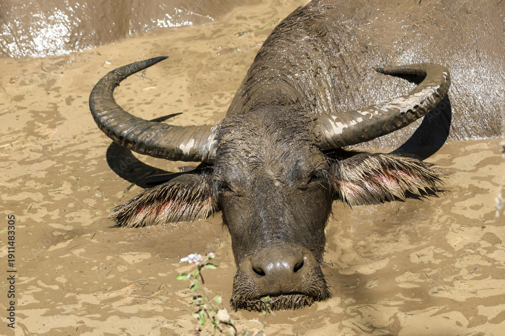Obraz premium Large wild water buffalo with big horns looks calm while relaxing and cooling off in muddy swamp. close up portrait of animal head submerged in brown water