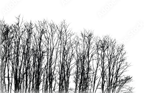 Wallpaper Mural Silhouettes of bare trees with branches isolated on white. Black and white vector illustration
 Torontodigital.ca