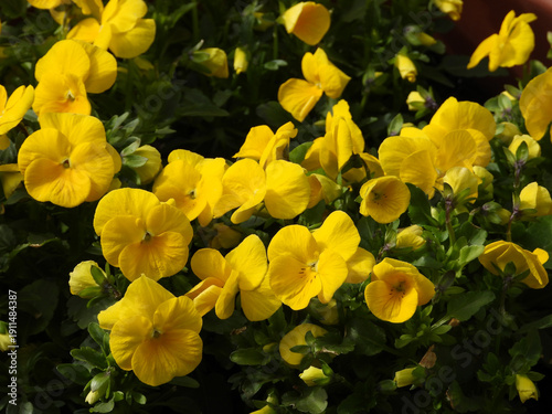 pansy flowers in various colors blooming in the garden
