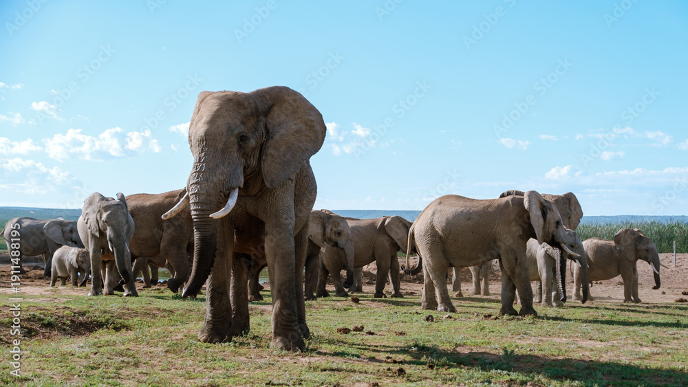 Fototapeta premium Majestic elephants roam freely in Addo Elephant Park, South Africa during a vibrant afternoon