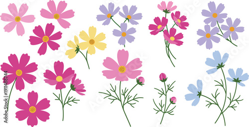 Colorful illustration of various cosmos flowers in pink purple yellow and blue on white background