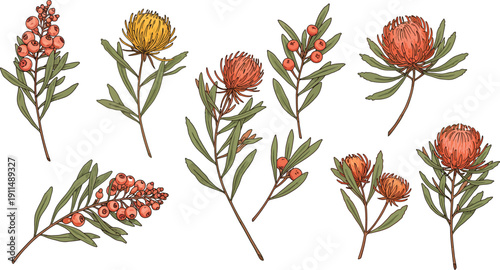 Colorful illustration of various banksia flowers and leaves on white background