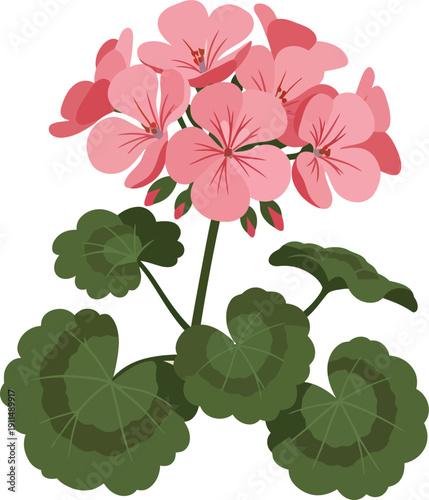 Pink geranium flower with green leaves on white background