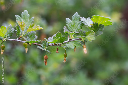 Konstfotografi Brown rotten and frostbitten gooseberry berries on a bush branch in spring, clos