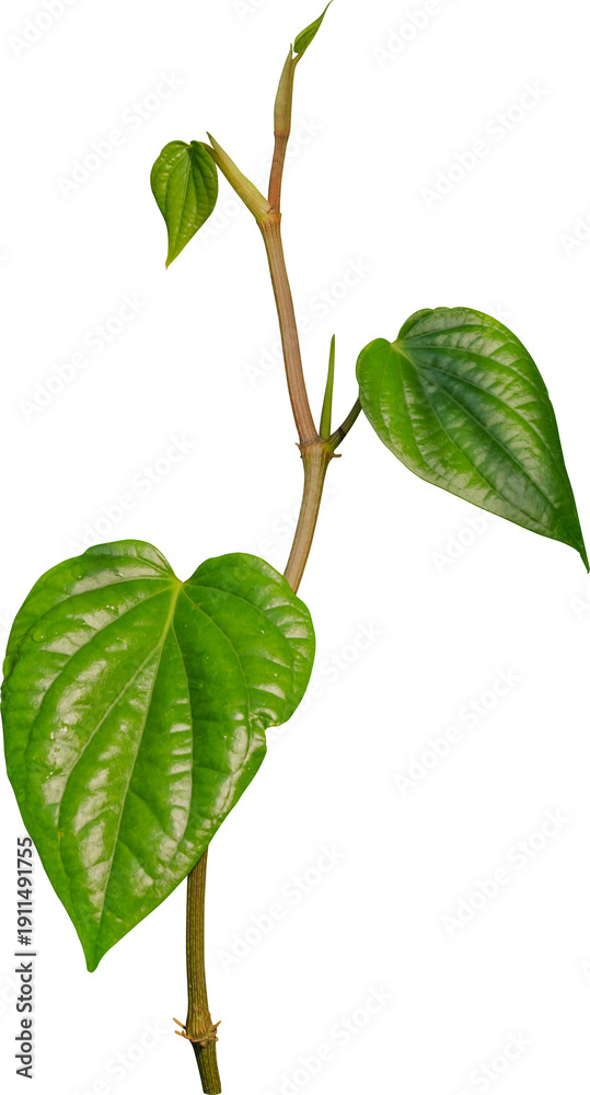 Fototapeta premium Vine plant, Betel leaves, Green leaves.