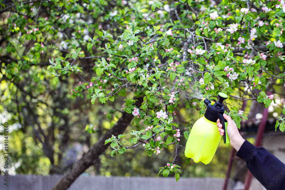 Fototapeta premium Person hand spraying blooming apple tree branch with garden sprayer liquid protecting delicate flowers and fresh green leaves against pests and disease during vibrant spring season