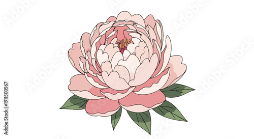 Assorted Gourmet Chocolate Truffles and Pralines Floating on White Background