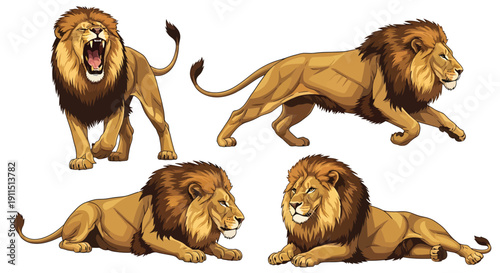 Set of Male Lion Illustrations with Different Poses Isolated on White Background Vector Wildlife Art