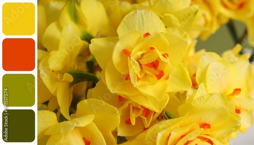 Yellow narcissus flowers, c...