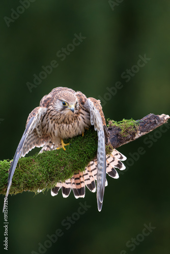 Obraz na płótnie Common kestrel (Falco tinnunculus) is a bird of prey species belonging to the kestrel group of the falcon family Falconidae