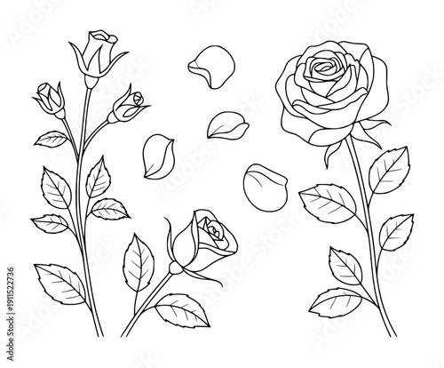 Black and white line of blooming roses and scattered petals a white background flower