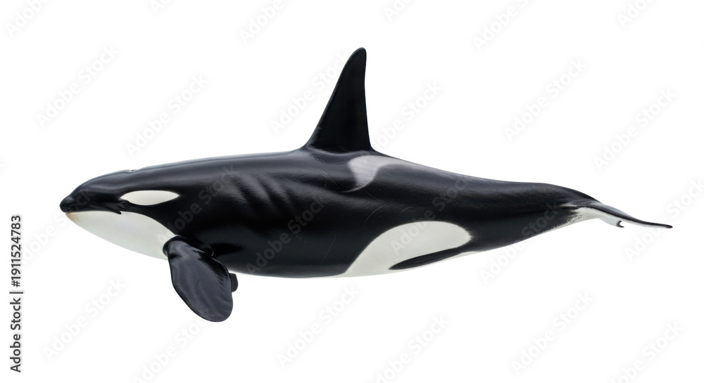 Fototapeta premium Black and white killer whale, also known as an orca, swimming with its dorsal fin and tail visible, isolated on a transparent background.