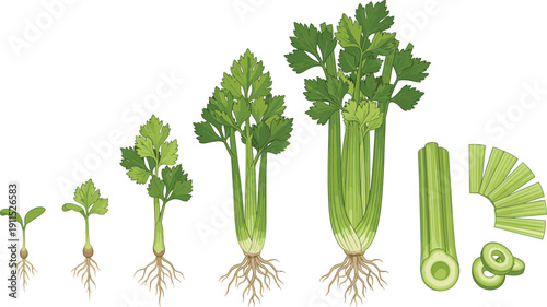 Celery growth stages illustration isolated. Plant life cycle set. Fresh green vegetable from seedling to mature stalk and sliced pieces.