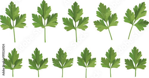 Parsley leaf collection isolated. Fresh green herb set. Flat botanical illustration for cooking, organic food, natural ingredient design.