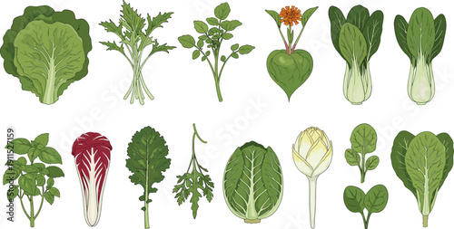 Leafy vegetable collection isolated. Lettuce, kale, spinach and herbs set. Flat botanical illustration of fresh salad greens and organic produce.