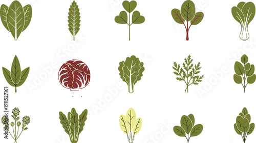 Leafy greens collection isolated. Lettuce, kale, spinach and herbs set. Flat botanical icon illustration of salad vegetables and fresh greens.