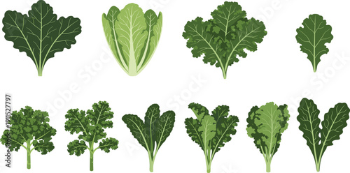 Kale varieties collection isolated. Curly endive and leafy greens set. Flat botanical illustration of different kale types for organic food design.