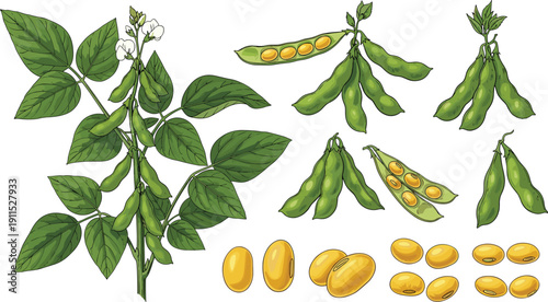 Soybean plant and pods collection isolated. Fresh soy legume set. Flat botanical illustration of green pods and yellow soy beans.