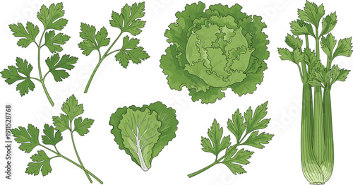 Parsley, lettuce and celery collection isolated. Fresh leafy vegetables set. Flat botanical illustration for organic food, salad ingredients and healthy lifestyle design.