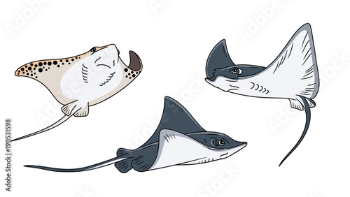 Three different species of stingrays swimming in the ocean with spotted and solid grey patterns isolated on white background.