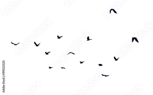 A flock of birds flying in the sky isolated on a white background.