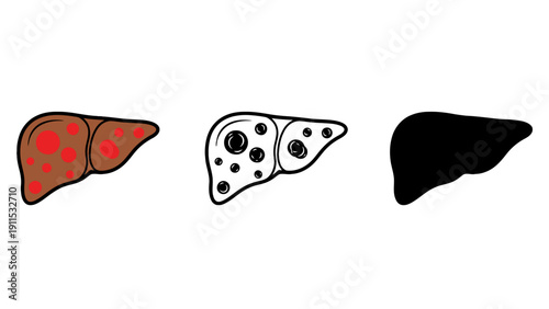 Liver vector illustrations in different styles and colors
