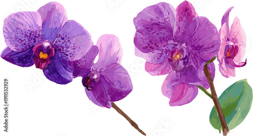 Two blooming purple orchids with clipping paths
