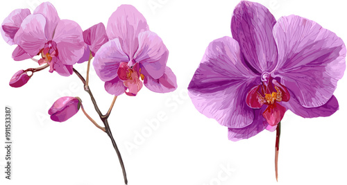 Set of 2 stems of watercolor purple orchid flowers in bloom. Clip art isolated on white background.