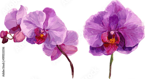 2 sets of watercolor purple orchid flowers in bloom. Clip art isolated on white background.