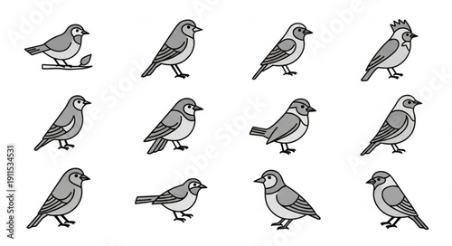 Collection of Hand Drawn Bird Illustrations in Monochrome Style.