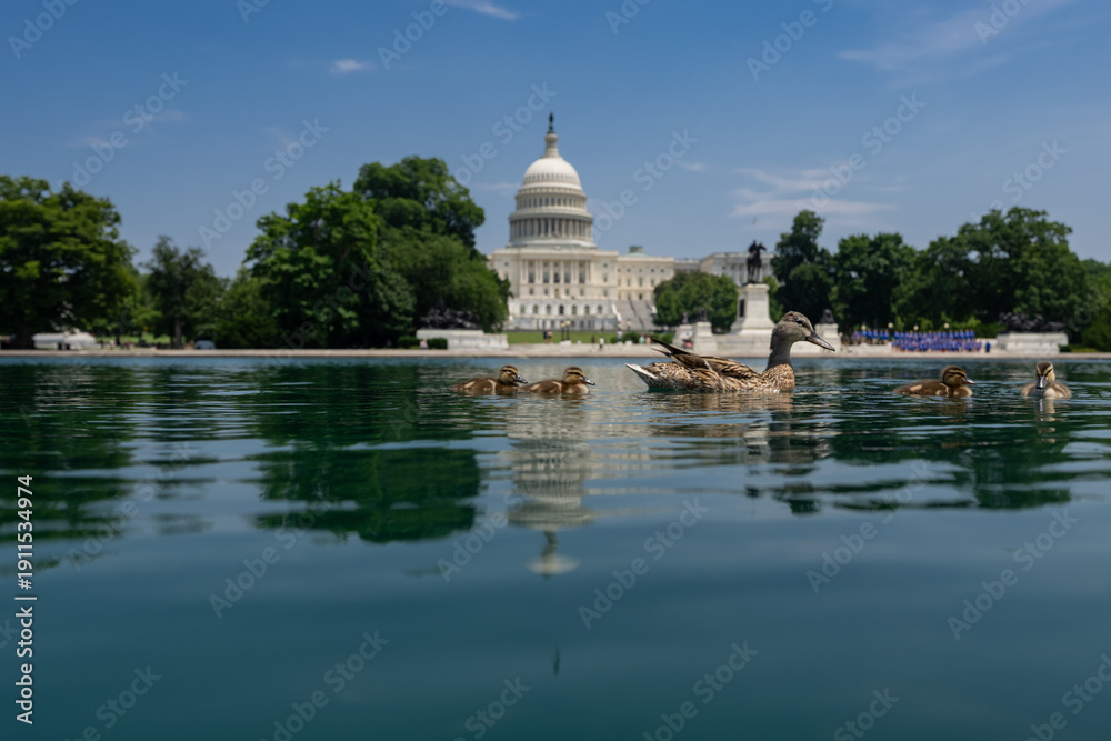 Fototapeta premium Ducks swim near the Capitol landmark. Capitol building. The House and Senate. Capitol Reflecting Pool in Washington, DC. Iconic Capitol Building. Historic symbol of American democracy.