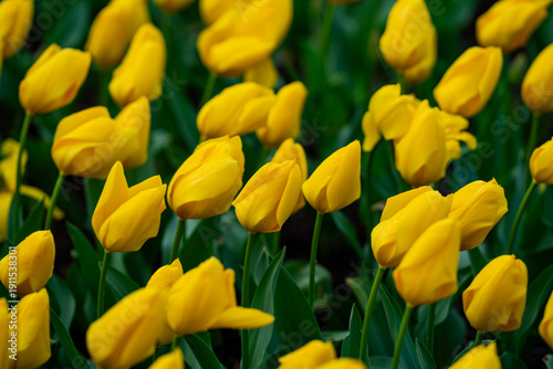Yellow tulips natural paint background. Yellow blossoms spring. Yellow flower field with tulips in spring. Spring flowers wallpaper. Blooming tulip field in spring season. Tulips and blossoms yellow.