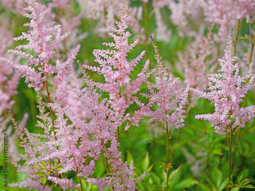 Blühende Prachtspiere, Astilbe, in pink